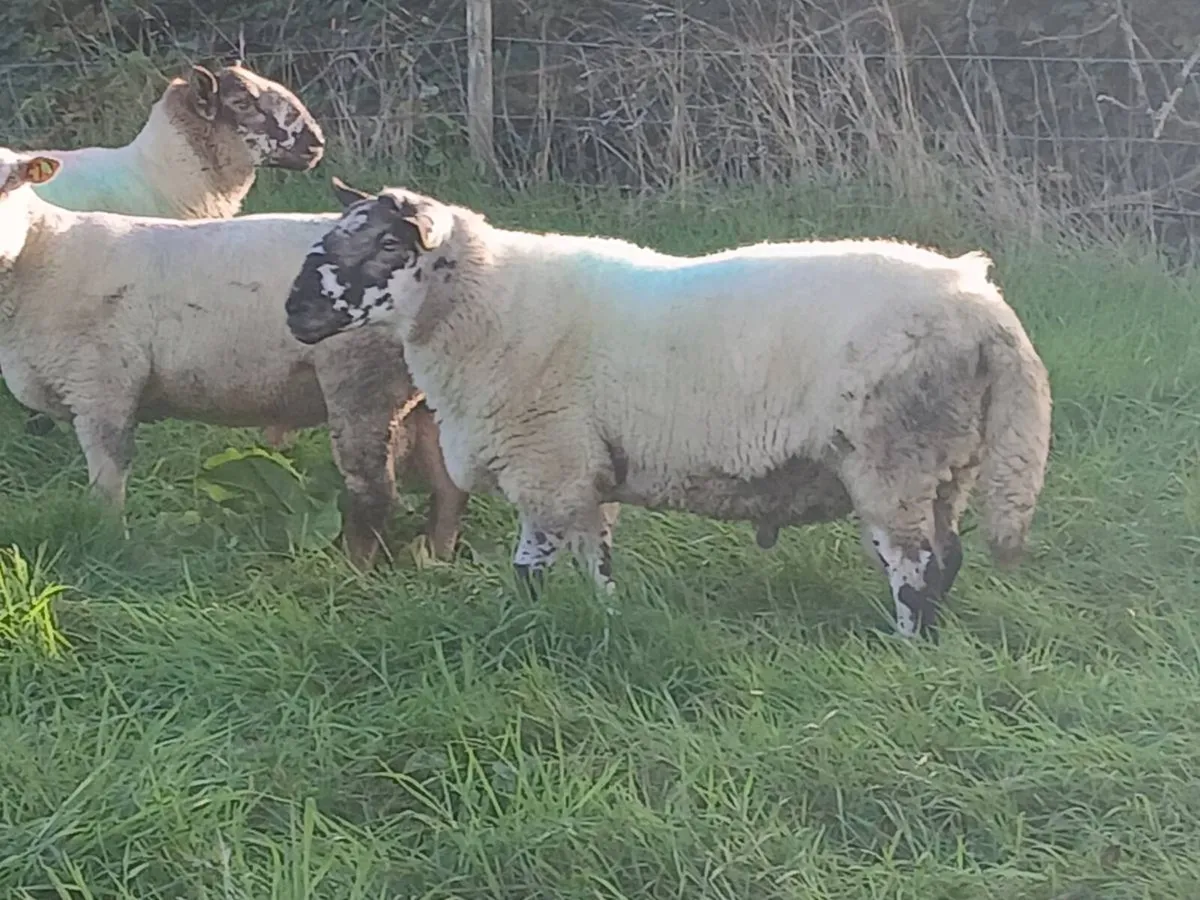 Brokie ram for Dowra - Image 4