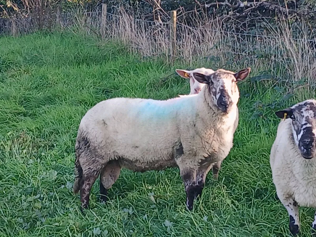 Brokie ram for Dowra - Image 1