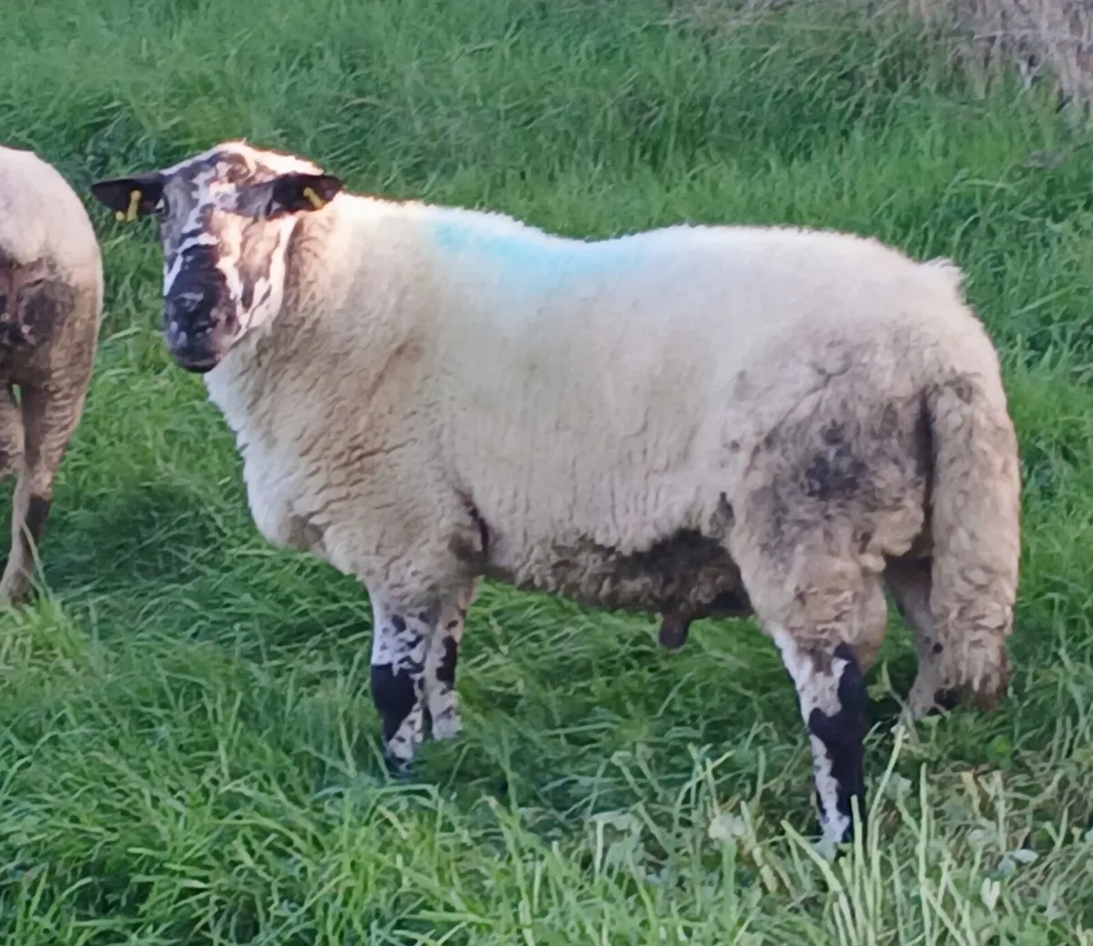 Brokie ram for Dowra - Image 2