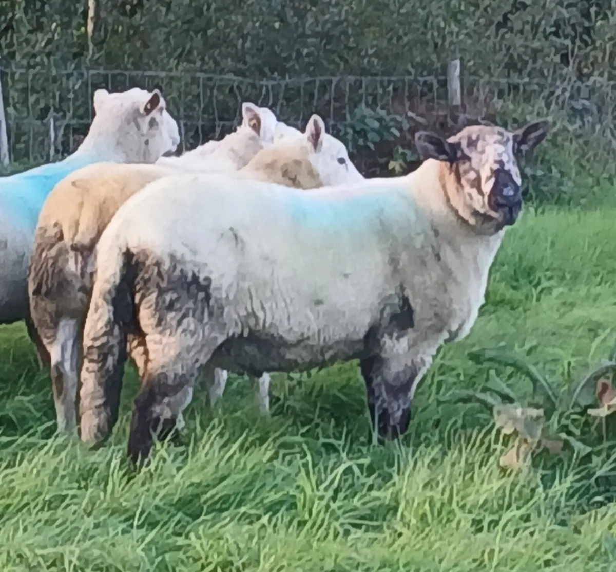 Brokie ram for Dowra - Image 3