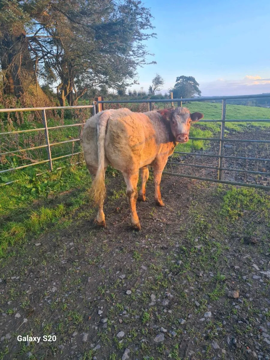 ☆☆☆ BREEDING HEIFERS ☆☆☆ - Image 1