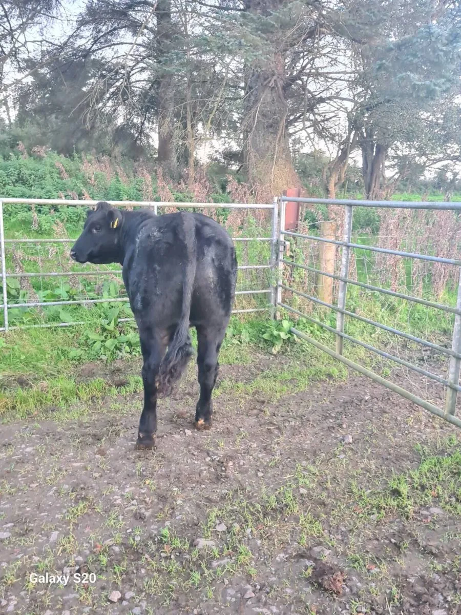 ☆☆☆ BREEDING HEIFERS ☆☆☆ - Image 3