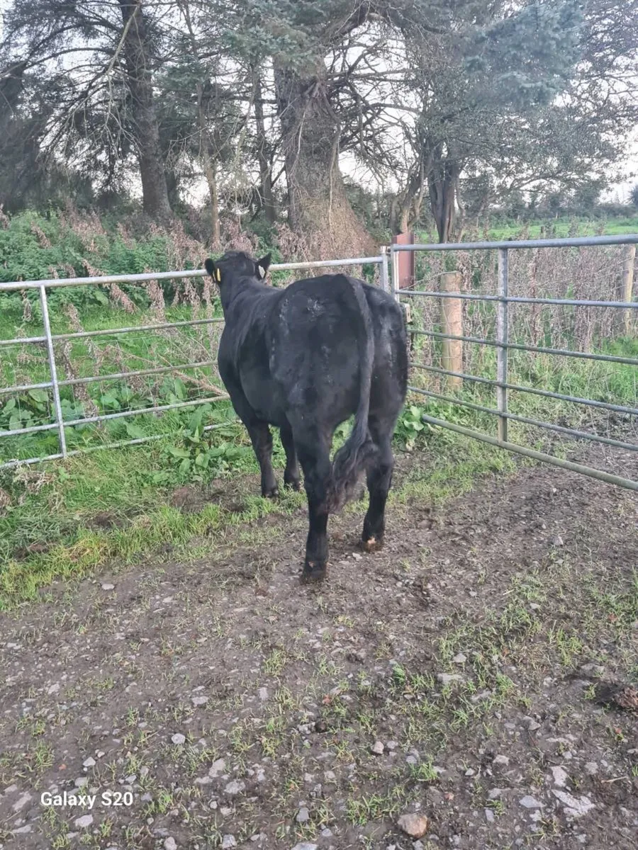 ☆☆☆ BREEDING HEIFERS ☆☆☆ - Image 4