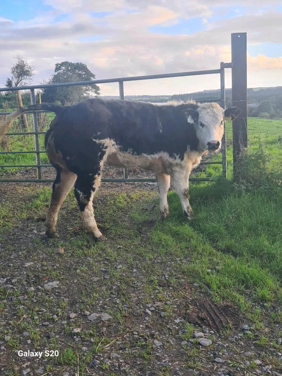 ☆☆☆ BREEDING HEIFERS ☆☆☆ - Image 2