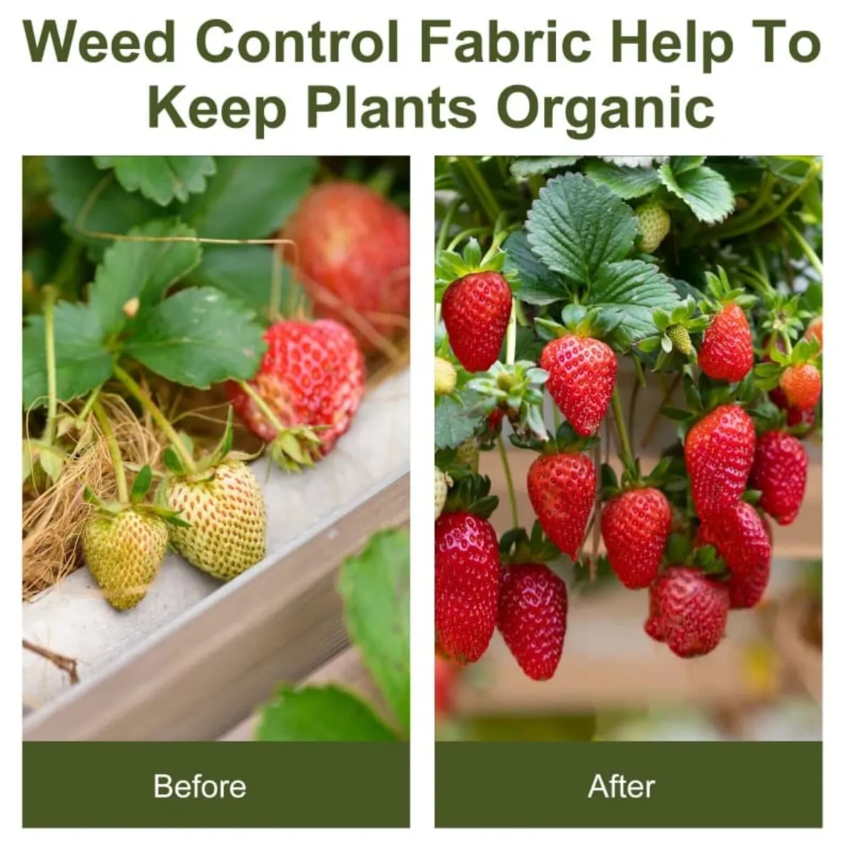 2x50m Gardener Premium Weed Barrier Landscape Fabr - Image 2