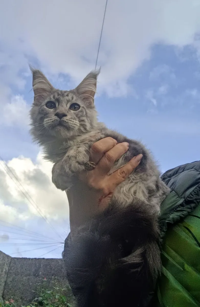 Maine coon young cat - Image 2