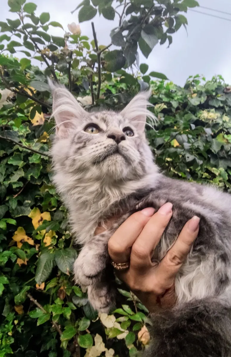 Maine coon young cat - Image 4