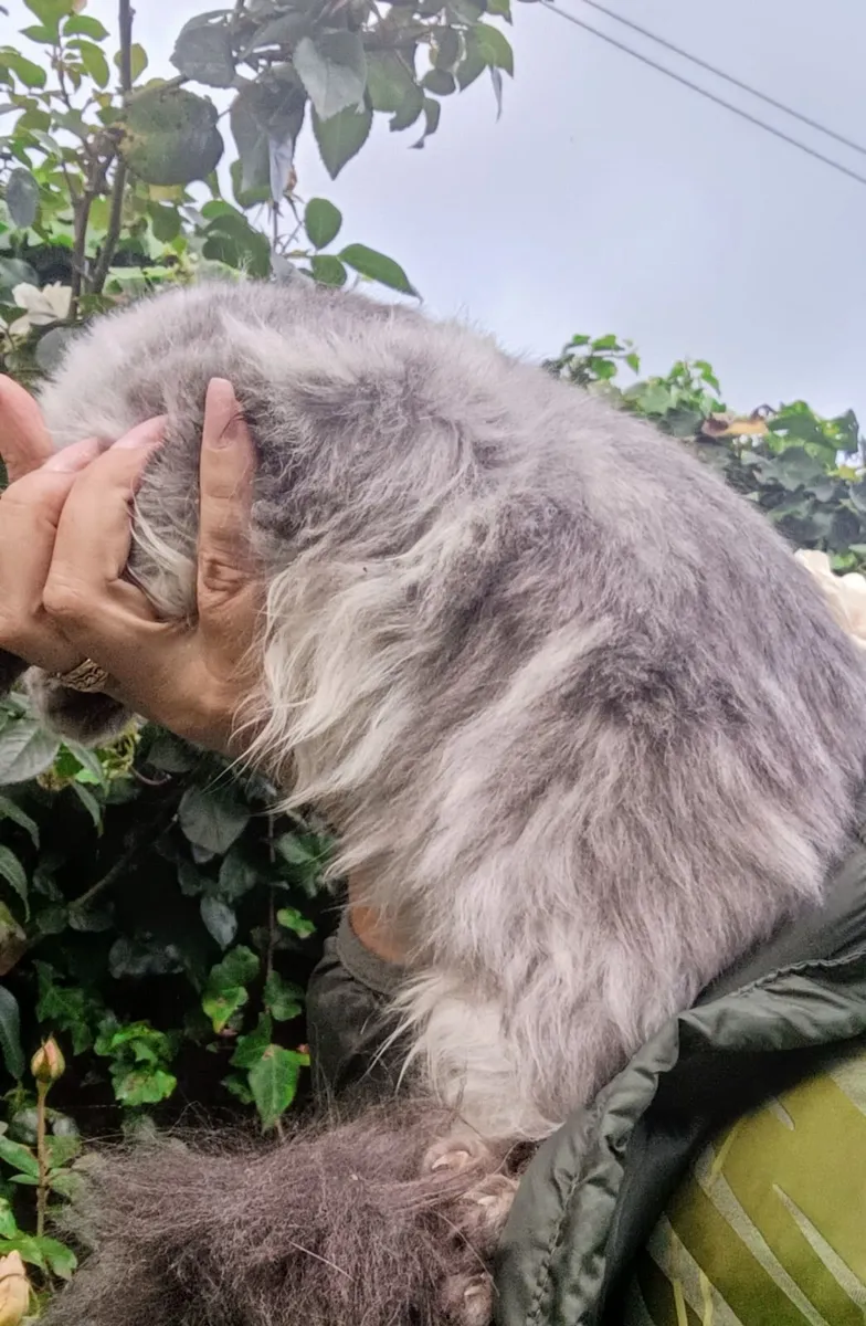 Maine coon young cat - Image 3