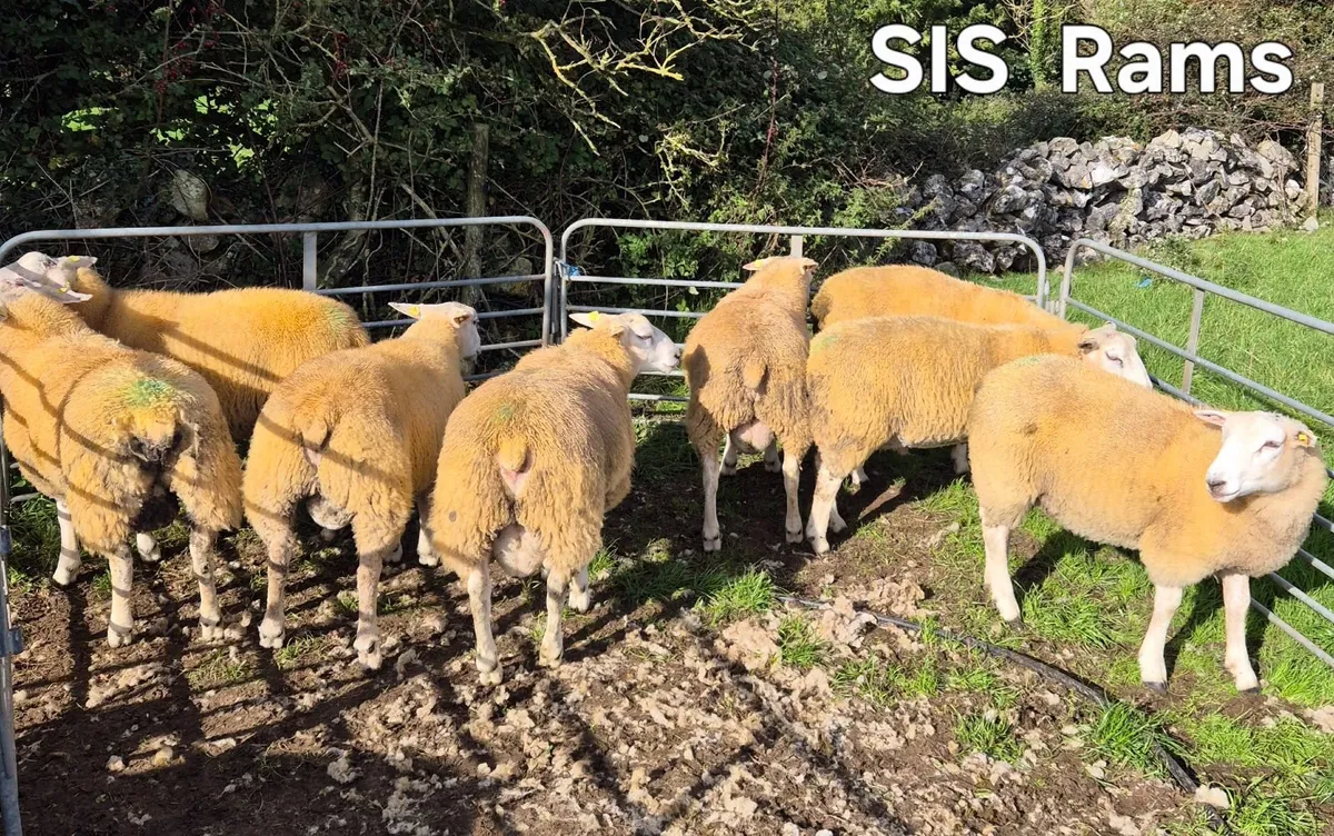 SIS Eligible Ram Lambs - Image 1