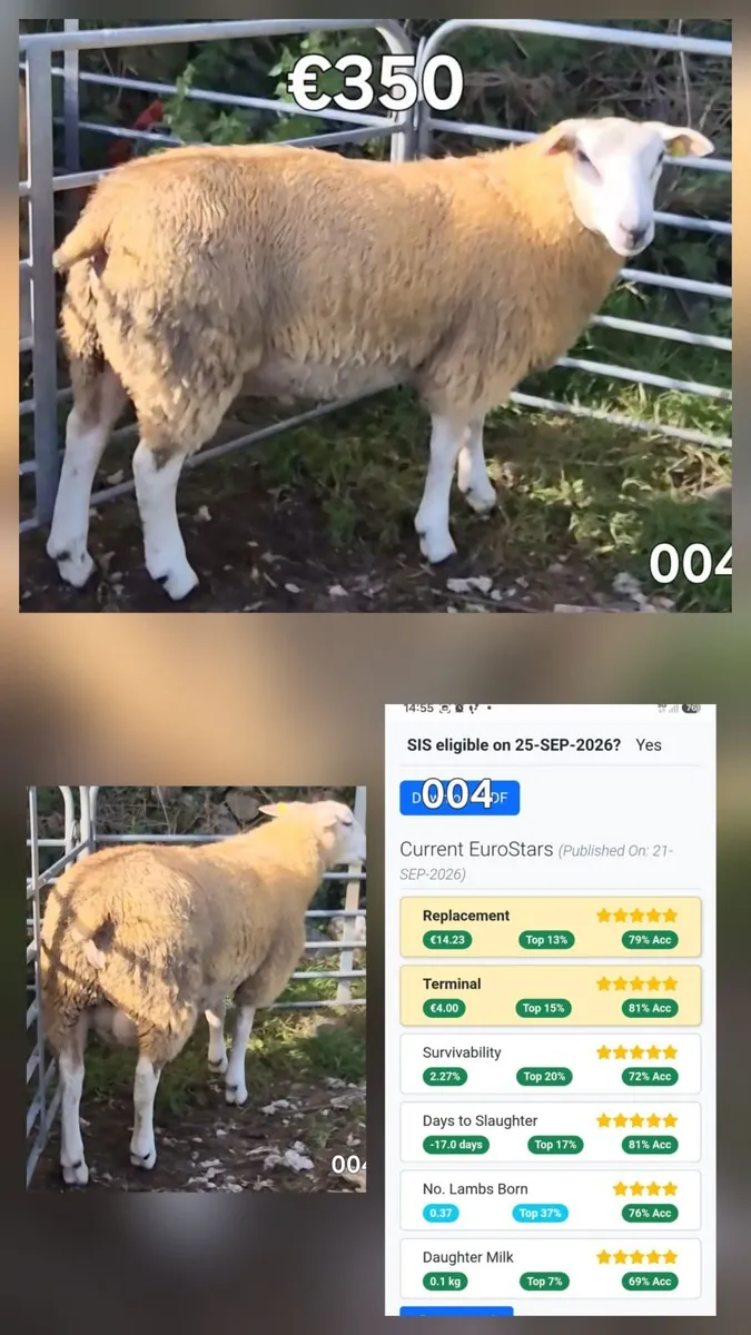 SIS Eligible Ram Lambs - Image 2