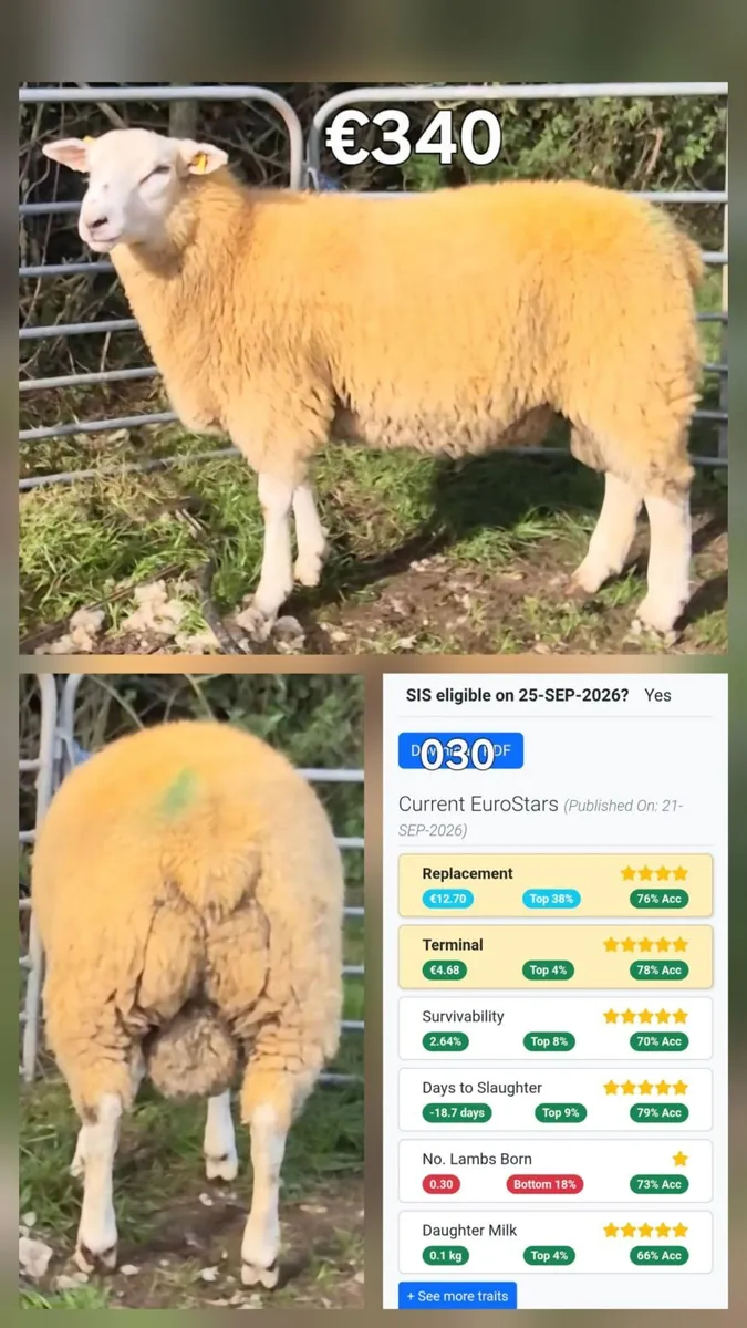 SIS Eligible Ram Lambs - Image 3