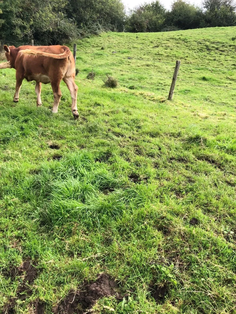 LMX heifer - Image 2