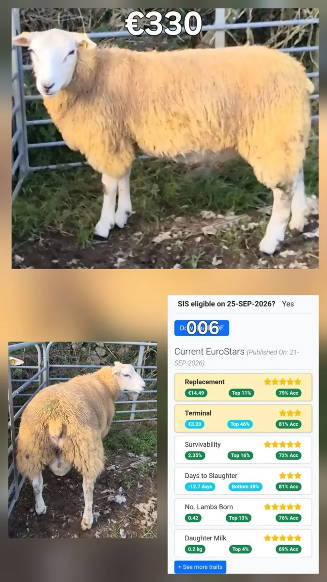 SIS Eligible Ram Lambs - Image 4