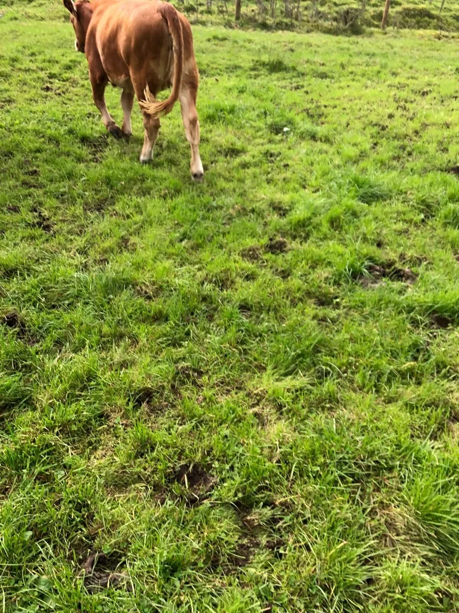 LMX heifer - Image 3