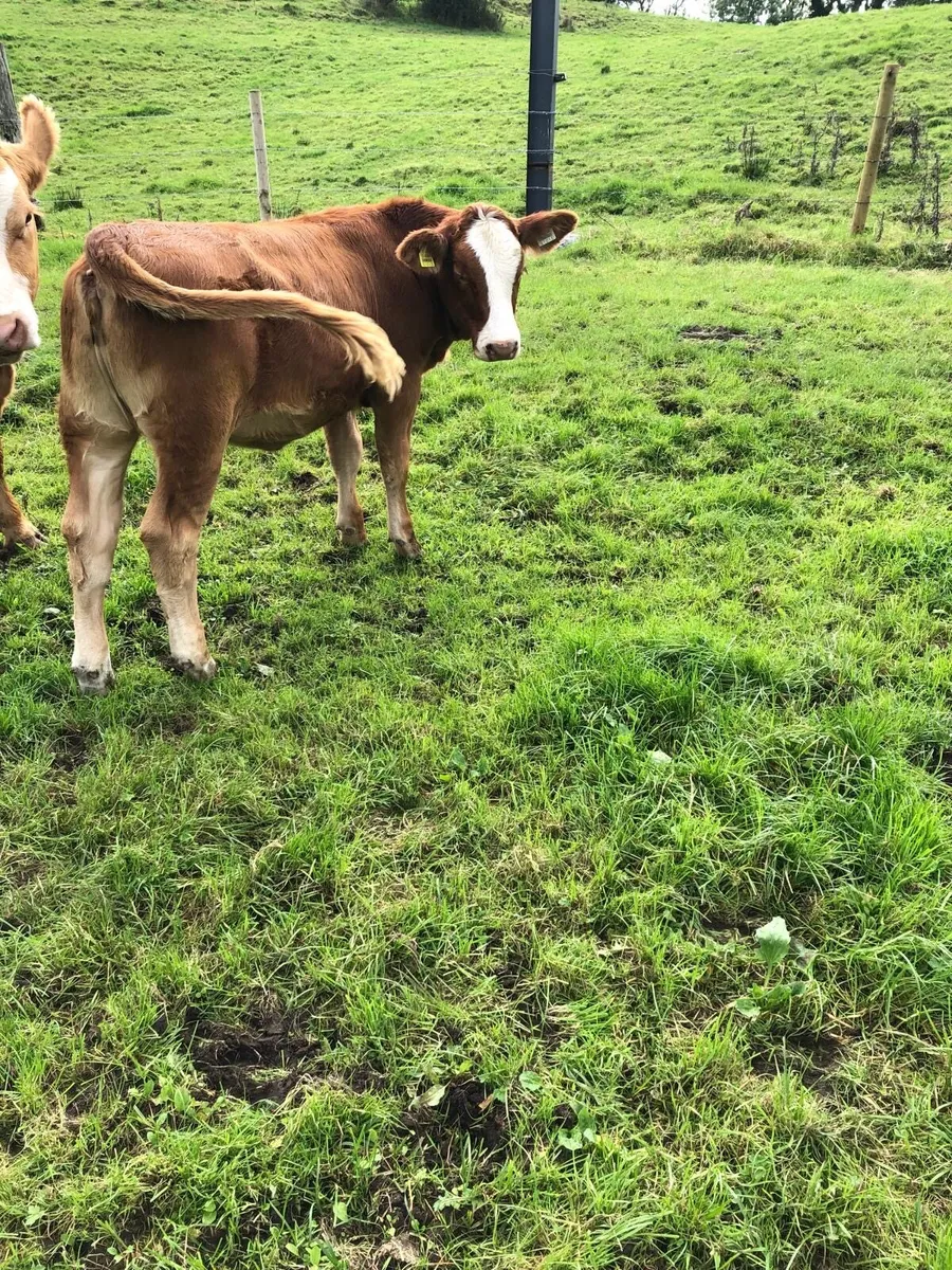 LMX heifer - Image 1