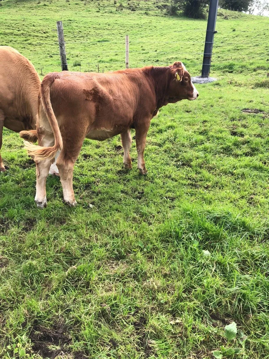 LMX heifer - Image 4