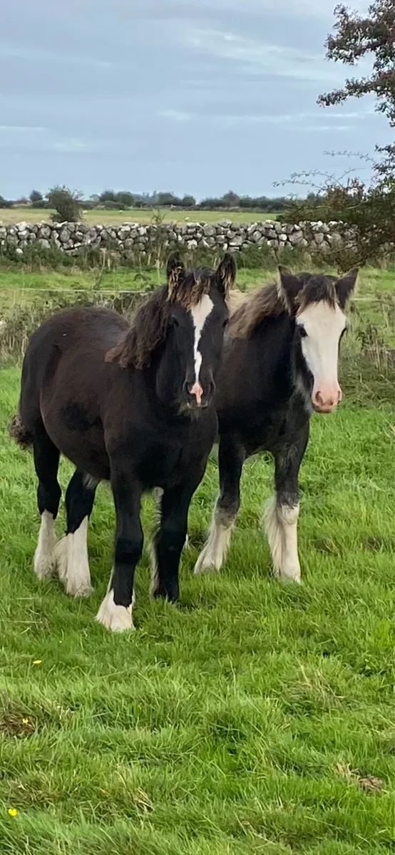 Two filly foals - Image 1