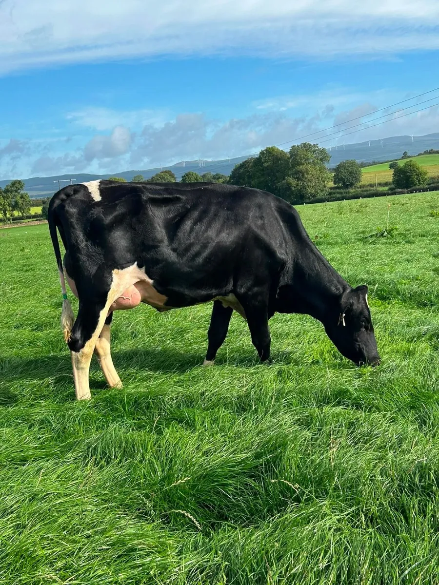 Holstein - Cahirmee Online Heifer Sale - Image 3