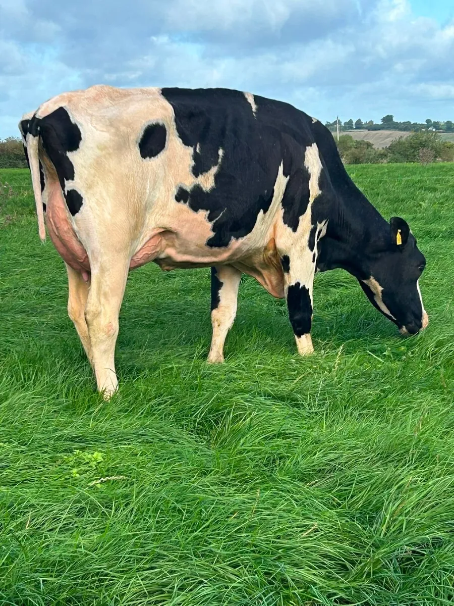 Holstein - Cahirmee Online Heifer Sale - Image 1