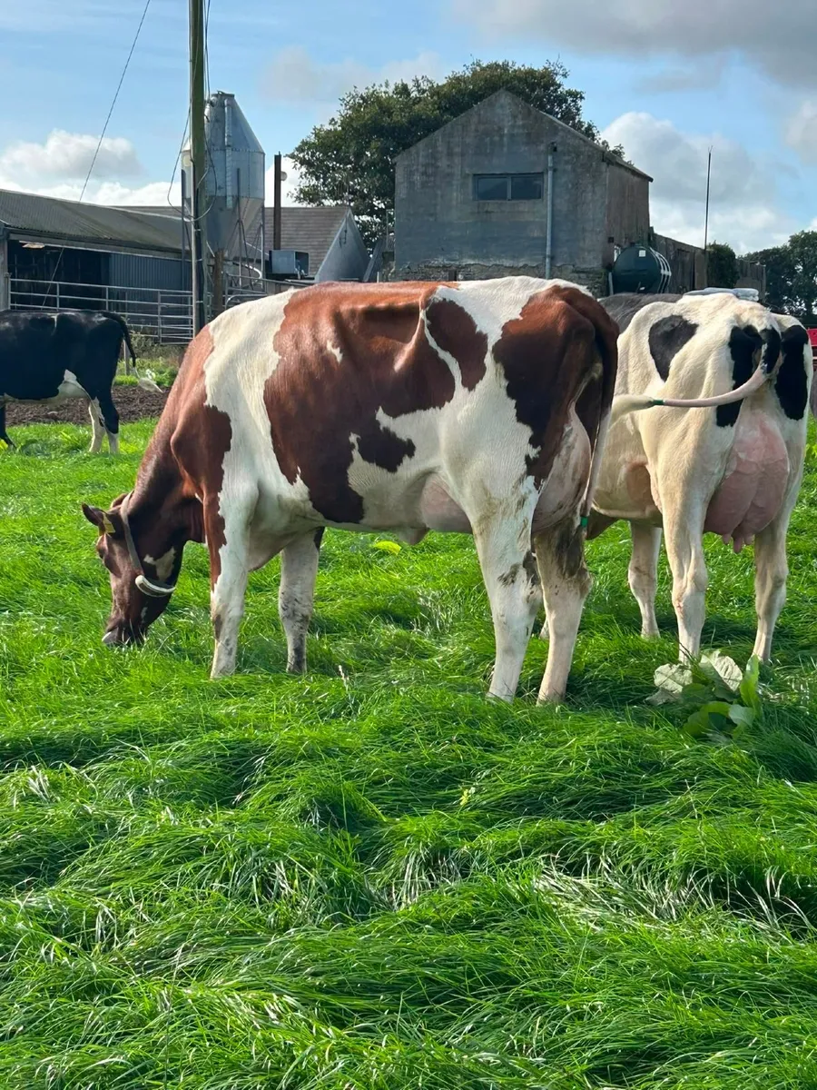 Holstein - Cahirmee Online Heifer Sale - Image 2