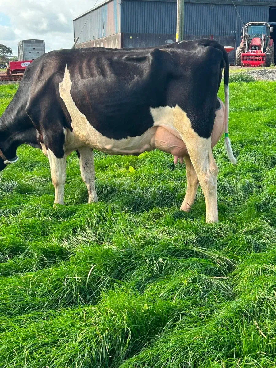Holstein - Cahirmee Online Heifer Sale - Image 4