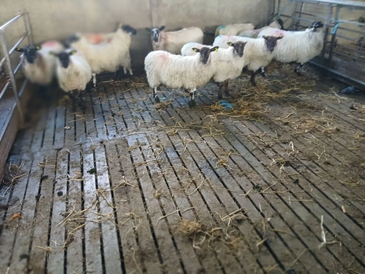 Mayo mule ewe lambs - Image 2