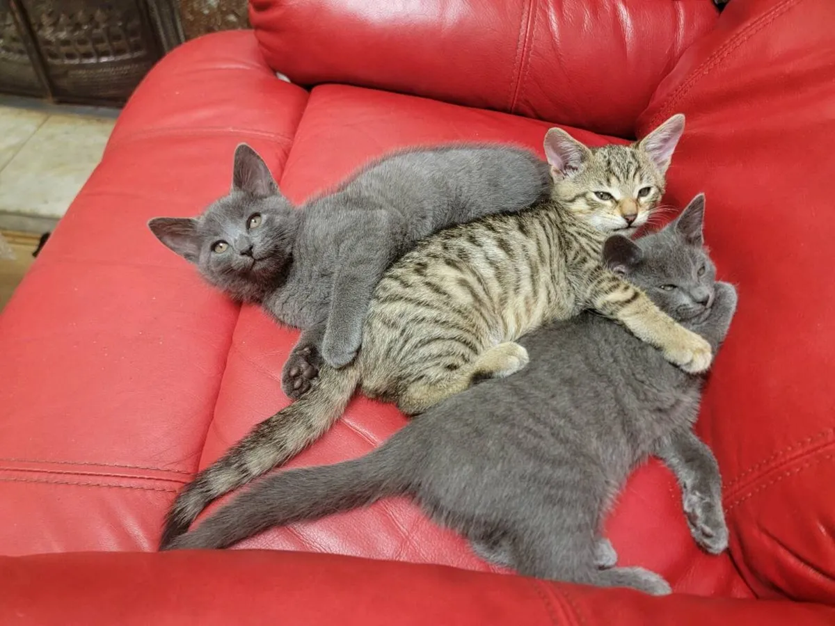 Kittens - Image 1