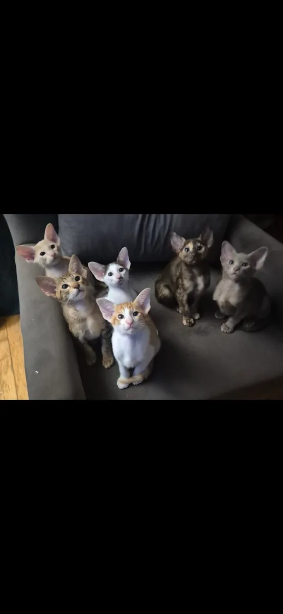 Pedigree Oriental kittens - Image 3