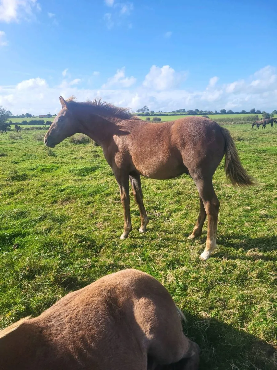 2 IRISH  DRAUGHTS  COLTS FOALS - Image 1