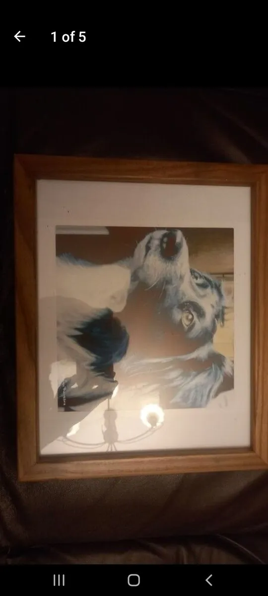 Border collie framed picture - Image 1