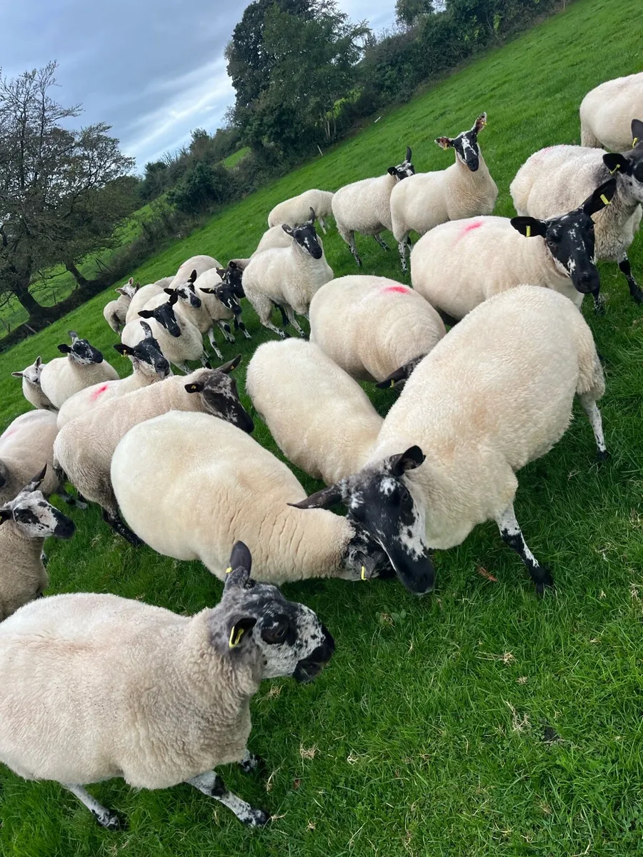 Milford Breeding Sheep - Image 1