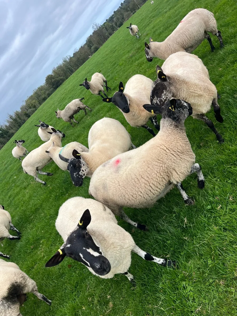 Milford Breeding Sheep - Image 2