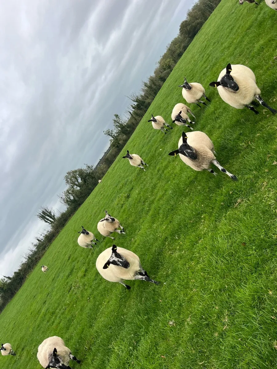 Milford Breeding Sheep - Image 3