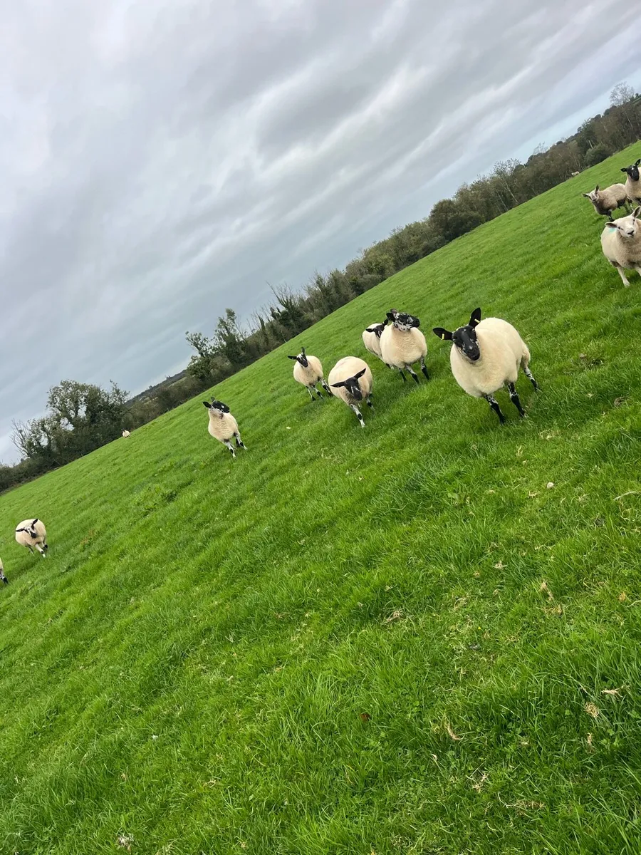 Milford Breeding Sheep - Image 4