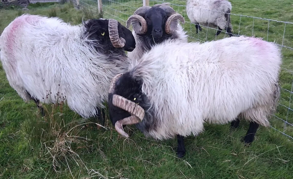 Hogget Rams - Image 1