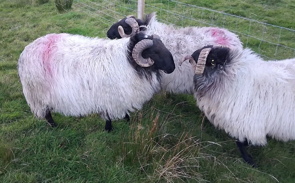 Hogget Rams - Image 2