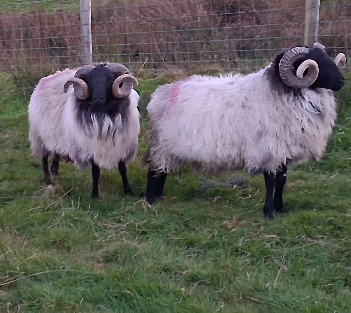 Hogget Rams - Image 3