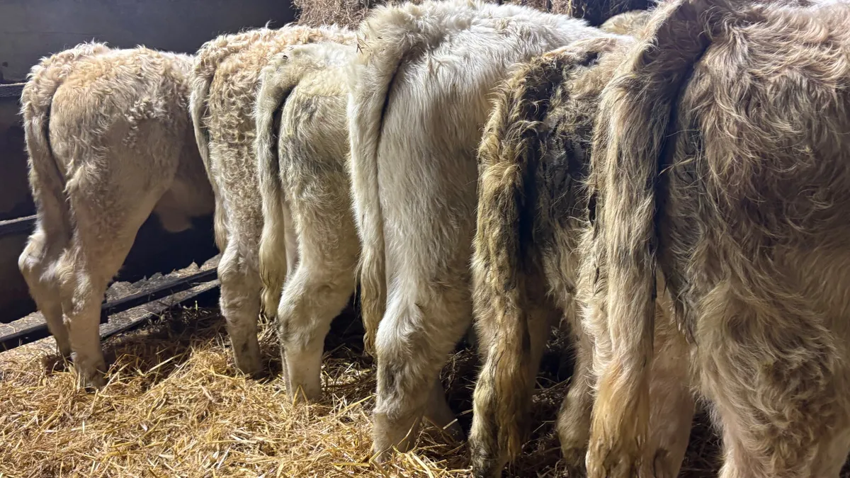 6 Quality Charolais Heifer Wealings - Image 4