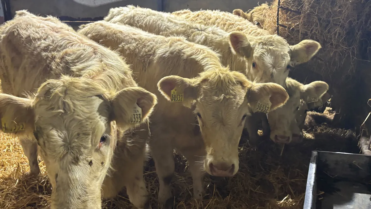 6 Quality Charolais Heifer Wealings - Image 3