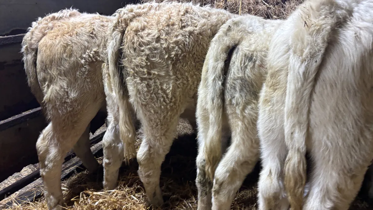 6 Quality Charolais Heifer Wealings - Image 2