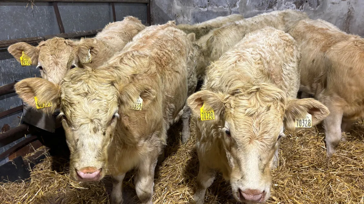 6 Quality Charolais Heifer Wealings - Image 1