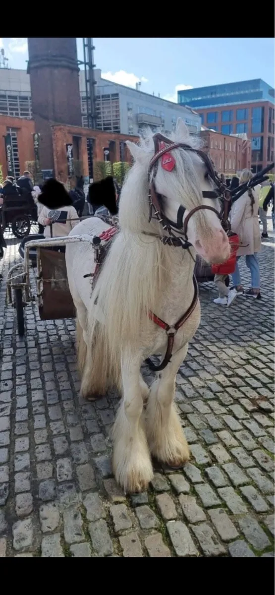 Driving pony - Image 4