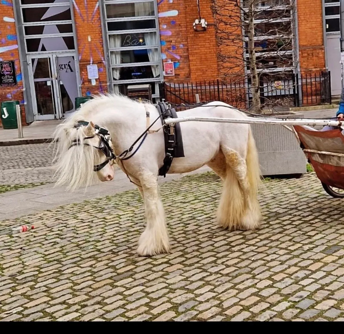 Driving pony - Image 1