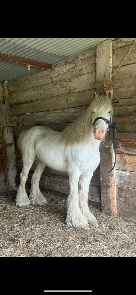 Driving pony - Image 2