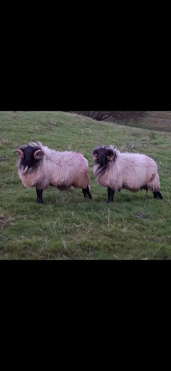 Hogget Rams - Image 4