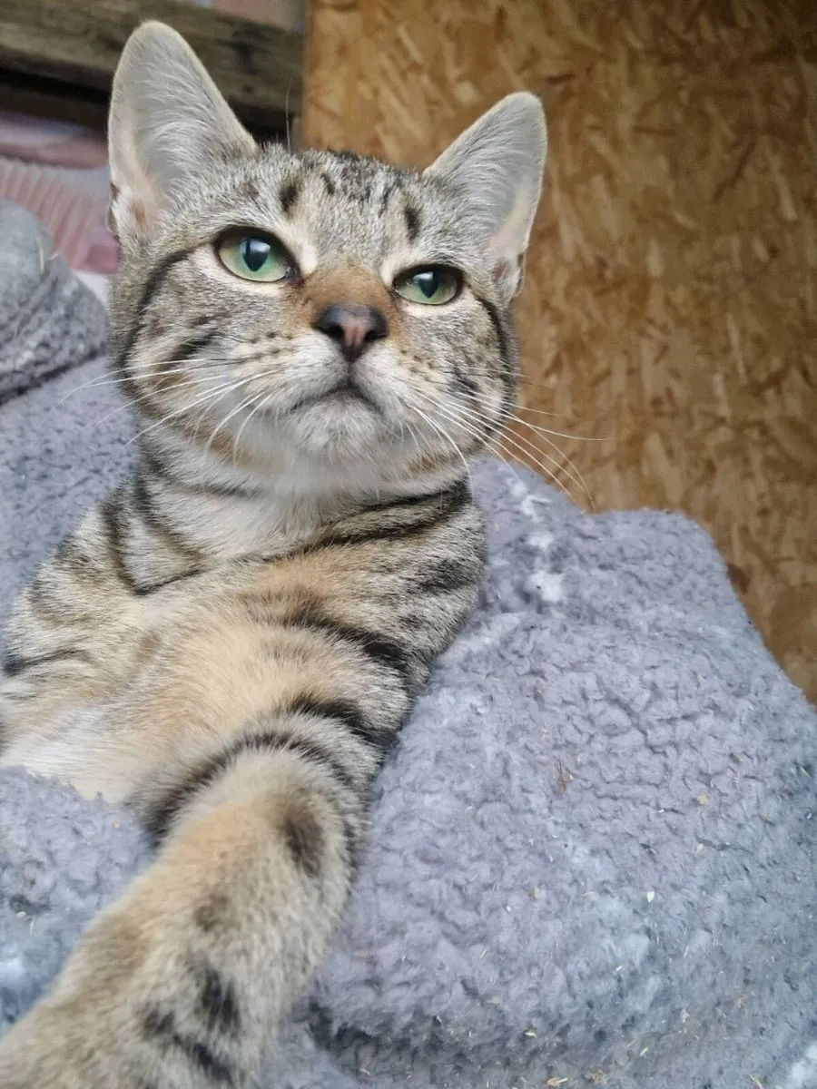 Beautiful Kitten! Very tame. Just 1. - Image 4