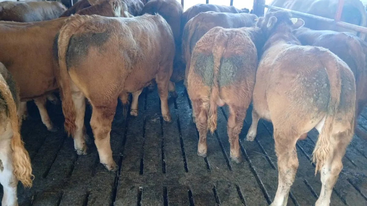 Weanling bulls - Image 2
