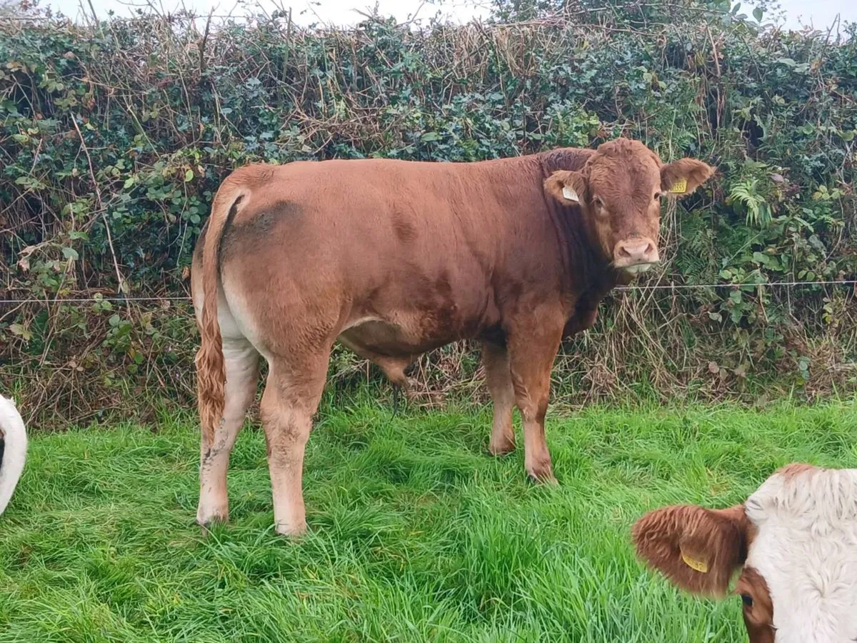 Weanling bulls - Image 3