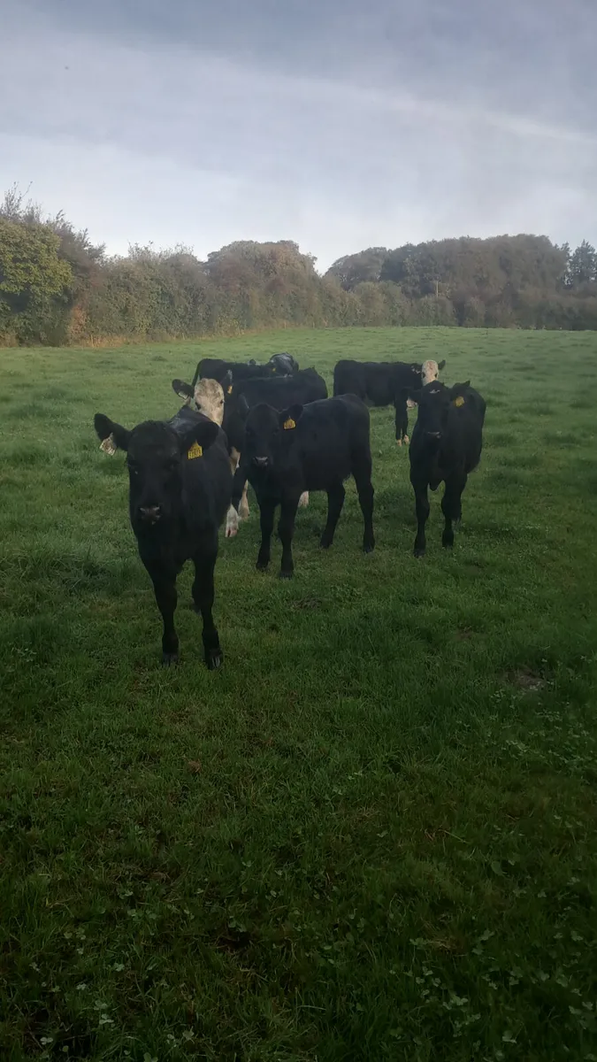 Weanling heifers - Image 3