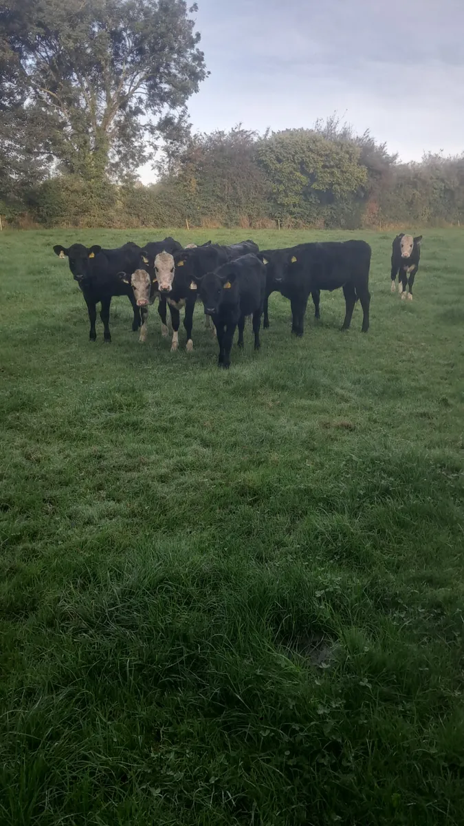 Weanling heifers - Image 2
